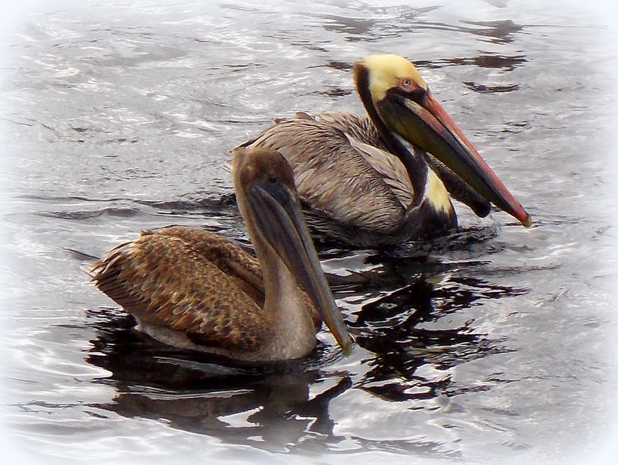 Pelican Pair Photograph by Sheri McLeroy