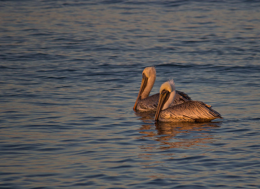 Pelican pair up Photograph by Brian Wright
