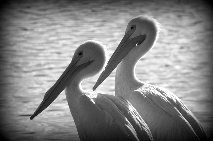 Pelican Pals Photograph by Laurie Perry