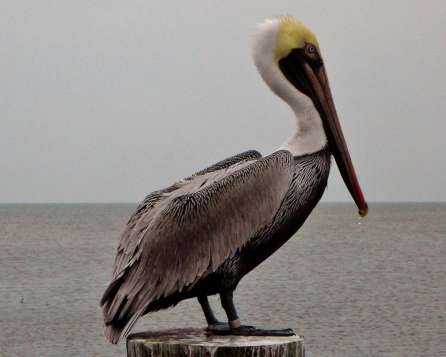 Pelican Pamlico Sound 4 3/02 Photograph by Mark Lemmon | Fine Art America