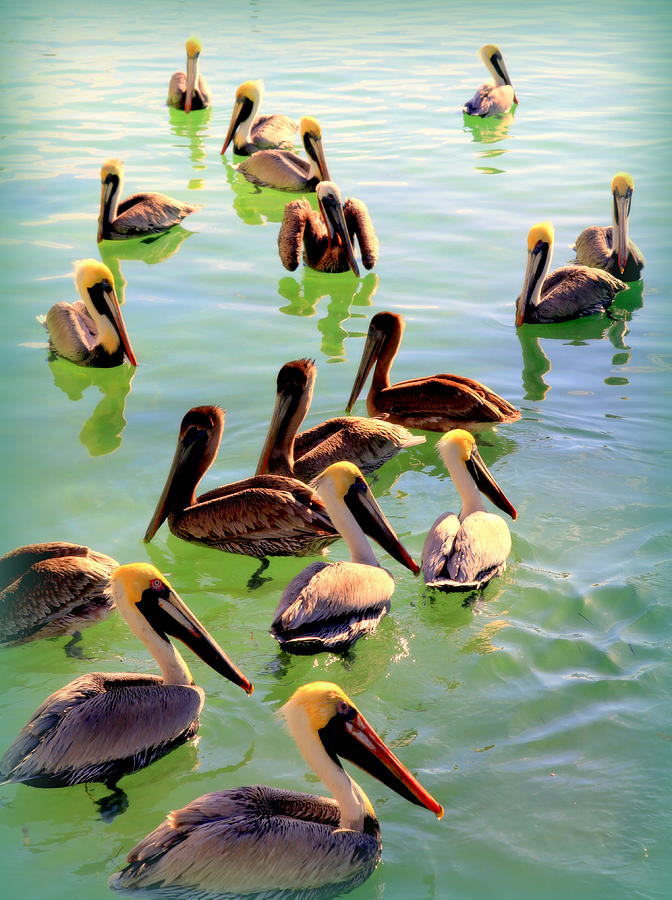 Bird Photograph - Pelican Party by Karen Wiles