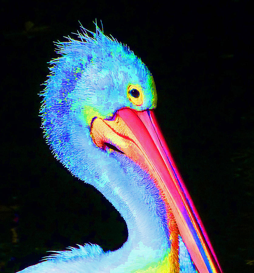 Pelican Partygoer 3 Photograph by Margaret Saheed