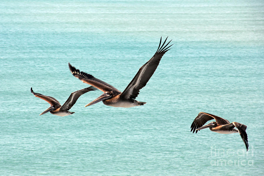 Pelican Patrol Photograph by Bob Hislop