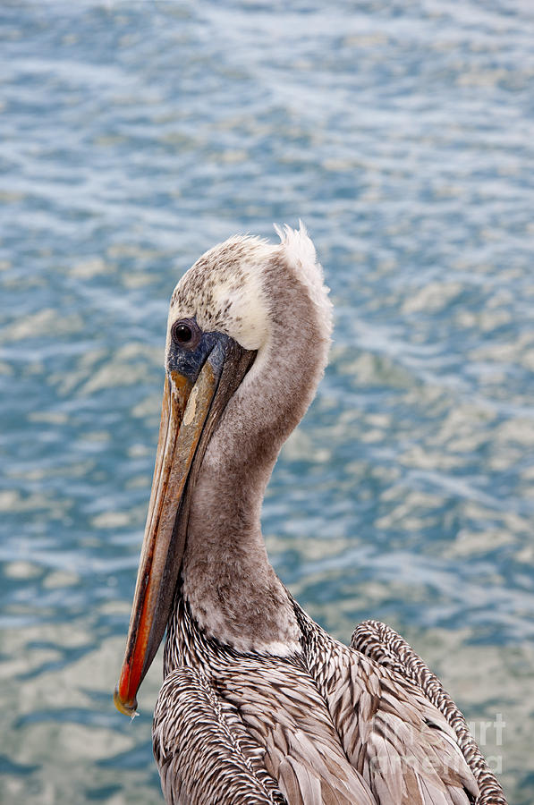 Pelican Patrol Photograph by Brenda Kean