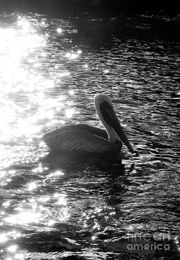 Pelican peace Photograph by Quinn Sedam