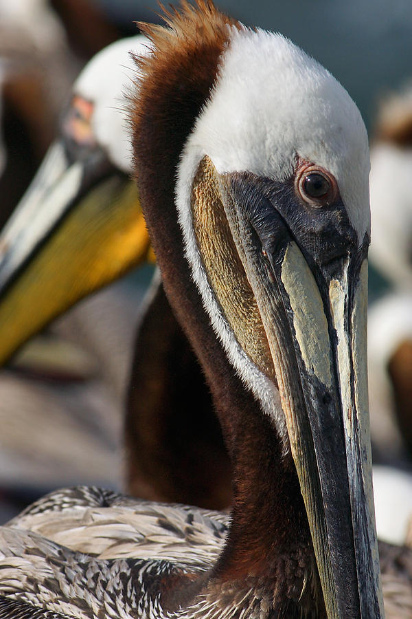 Pelican Peculiarity Photograph by Leda Robertson