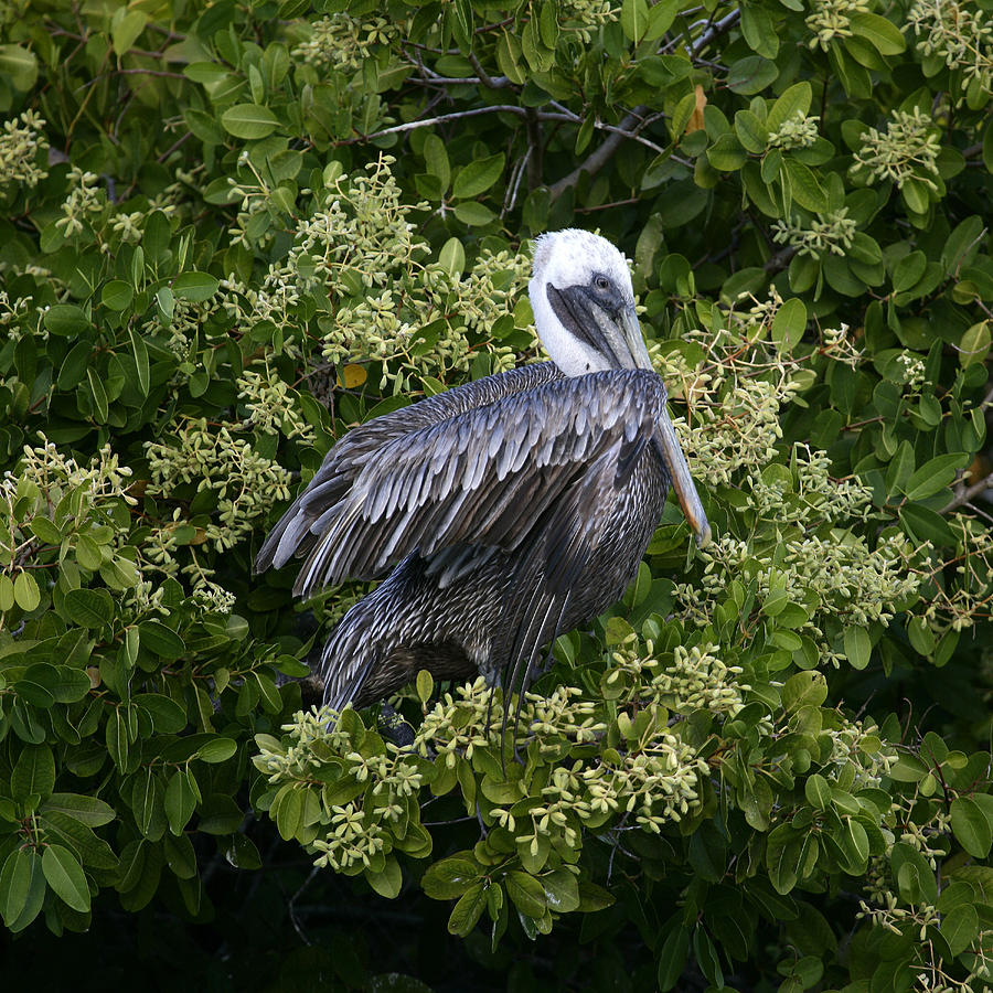 Nature Photograph - Pelican, Pelecanus Occidentalis by David Santiago Garcia