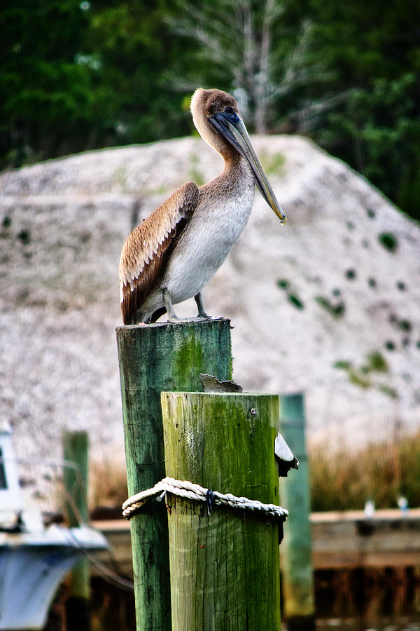 Pelican Perch Photograph by George Taylor