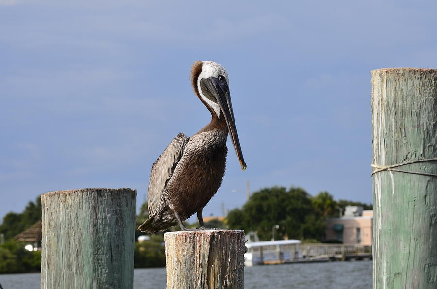 Pelican Photograph - Pelican Perch by Margaret Jones