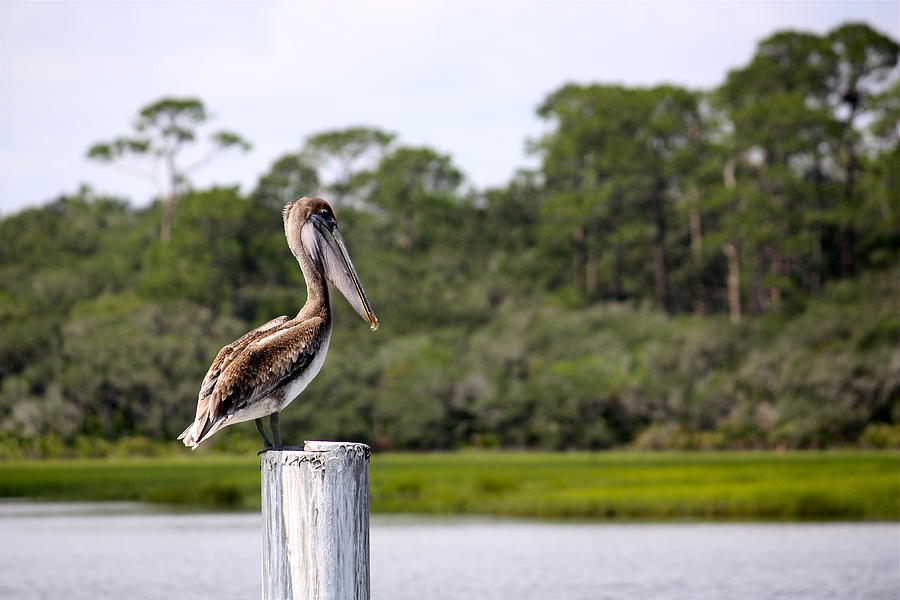 Pelican Perch Photograph by Valerie Tull - Fine Art America