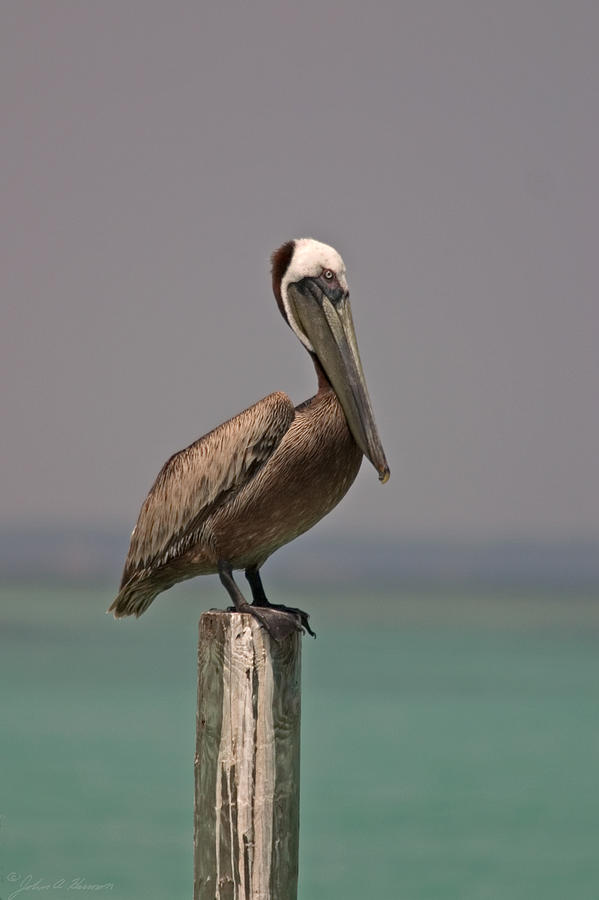 Pelican Perched on a Piling Photograph by John Harmon