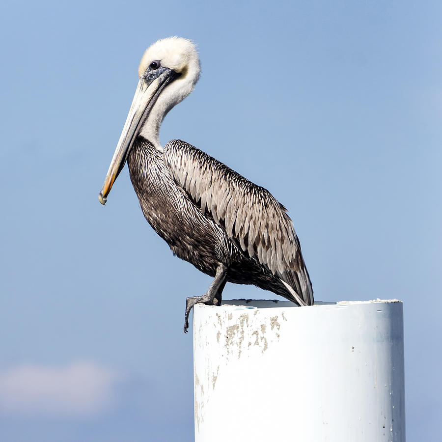 Pelican Perched On A Post Photograph
