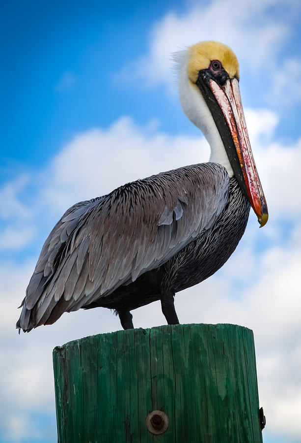 Pelican Photograph - Pelican Perfect by Karen Wiles