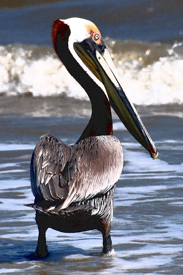 Pelican Photograph by Peter DeFina