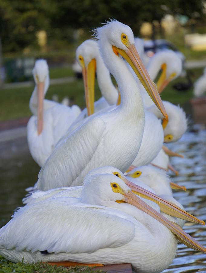 Pelican Photograph - Pelican Pile by Laurie Perry