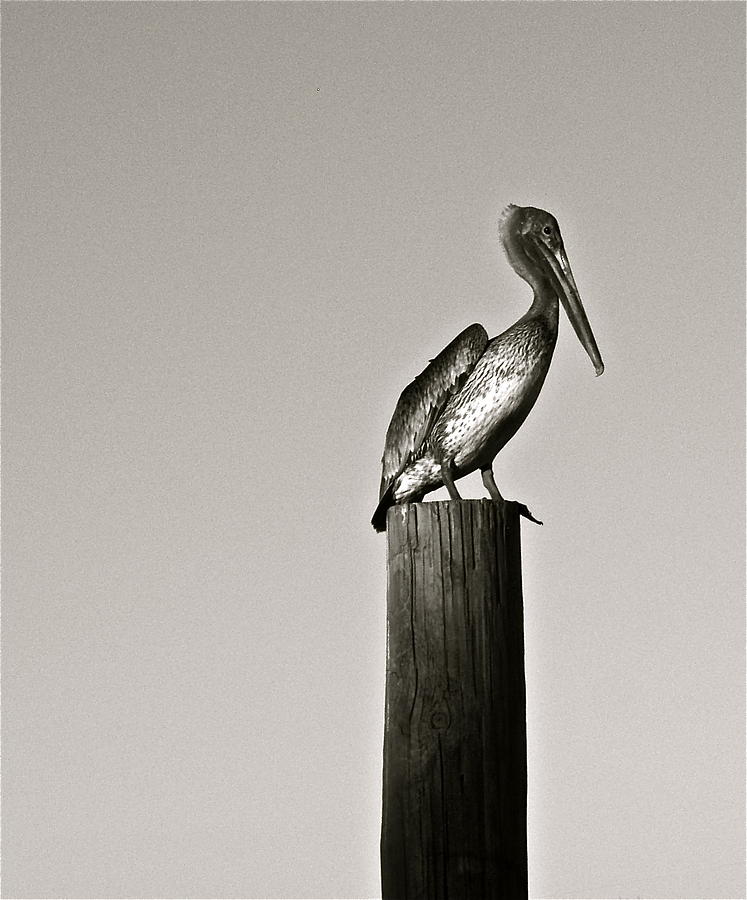 Pelican Piling Photograph by Kim Pippinger