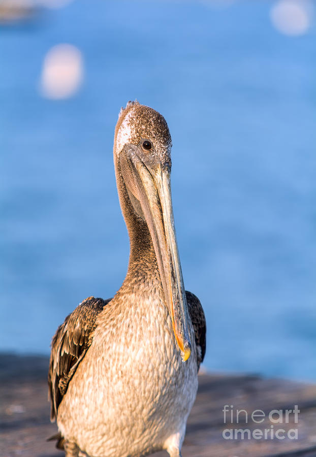 Pelican Portrait 2 Photograph by Eddie Yerkish