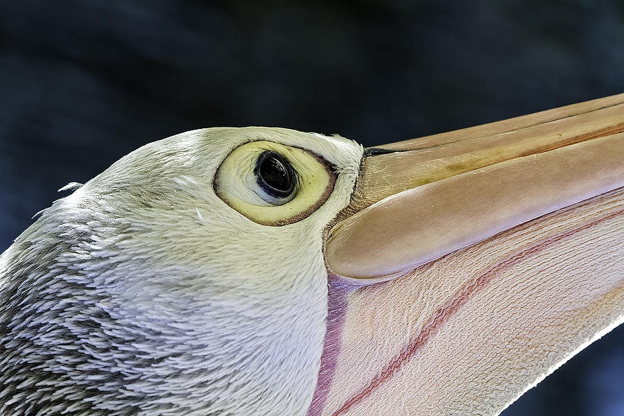 Animal Photograph - Pelican portrait 2 by Mr Bennett Kent