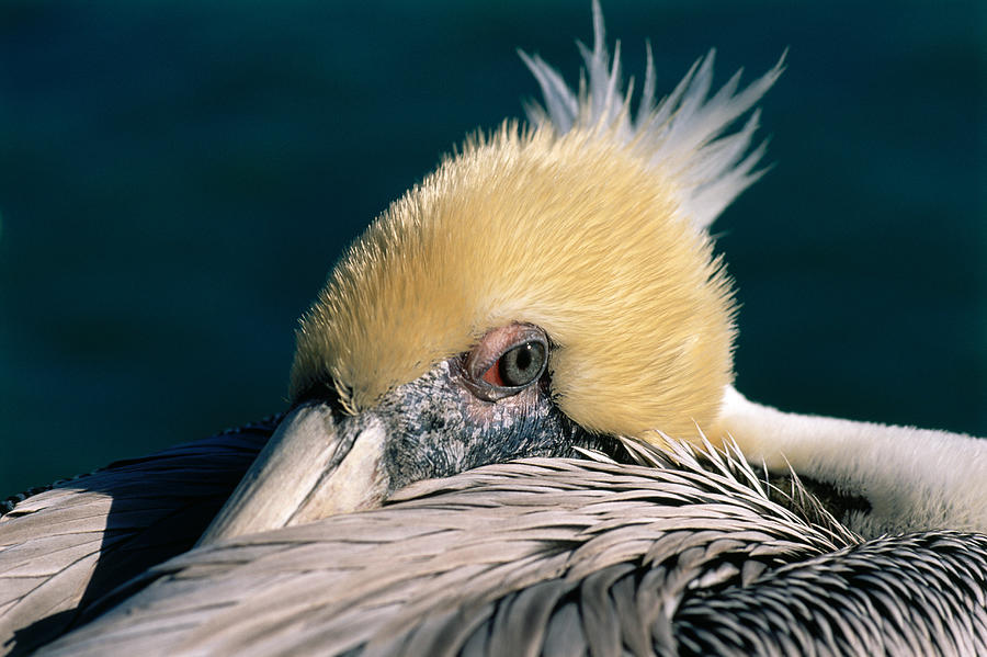 Pelican Portrait Photograph by Bradford Martin