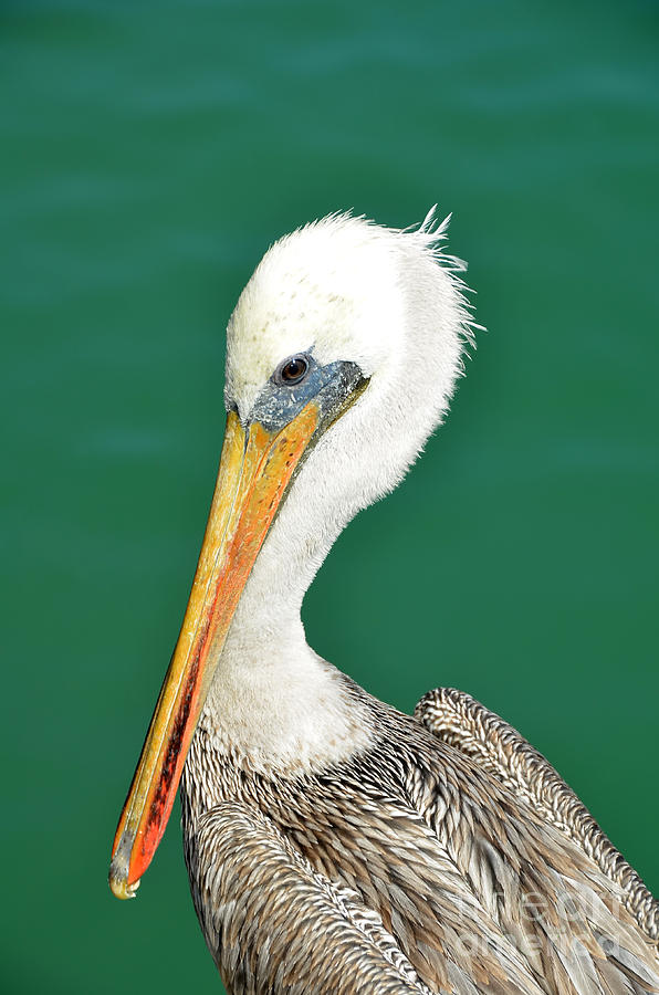 Pelican Portrait Photograph by Debra Thompson