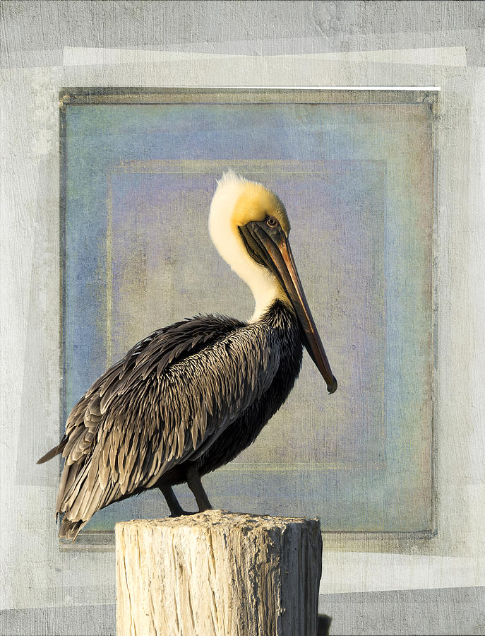 Pelican Portrait Photograph by Don Schiffner