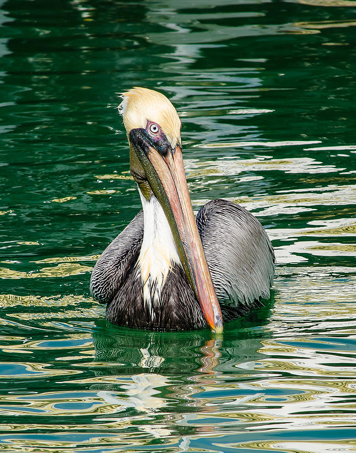 Pelican Portrait Photograph by Mark Little