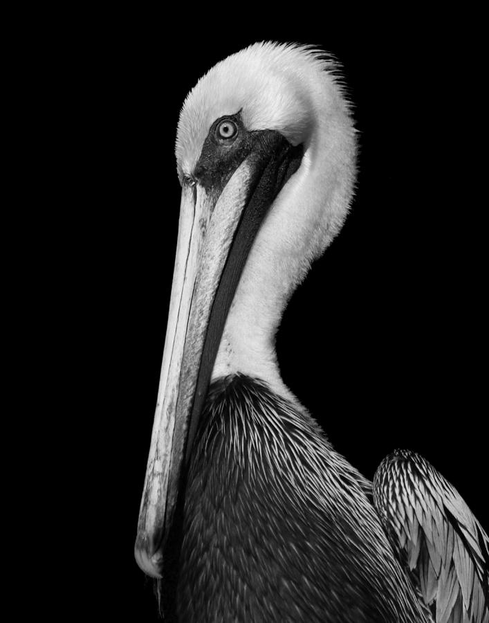 Pelican Portrait Photograph by Mary Lawson