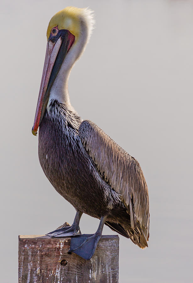 Bird Photograph - Pelican Portrait by Nadim Baki
