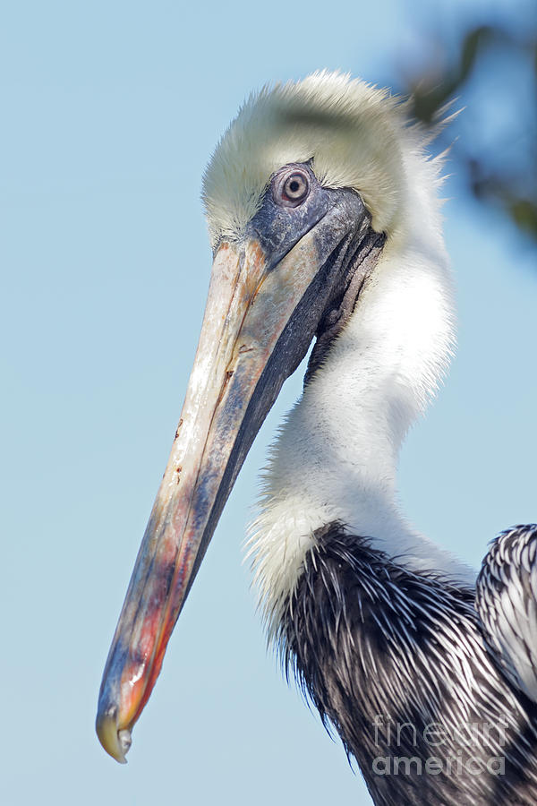 Pelican Portrait Photograph by Natural Focal Point Photography