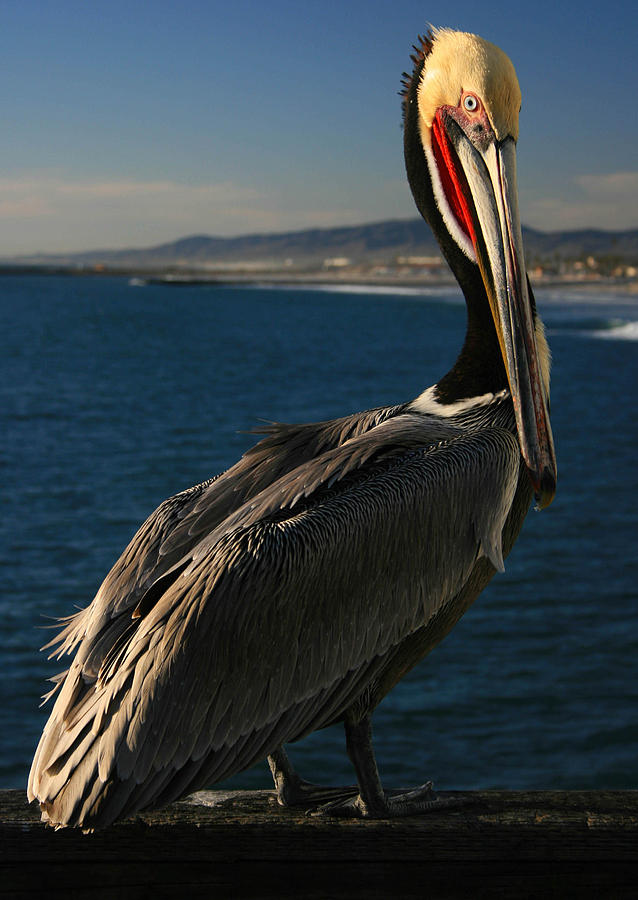 Pelican Portrait Photograph by Scott Cunningham