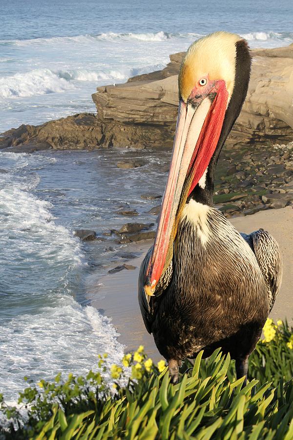 Pelican Pose Photograph by Jane Girardot