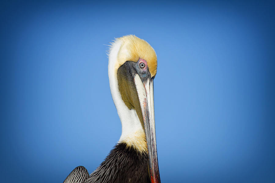 Pelican Photograph - Pelican Pose by Kim Hojnacki