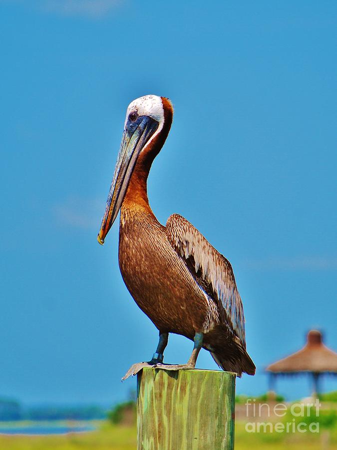 Pelican Posing Photograph by Bob Sample