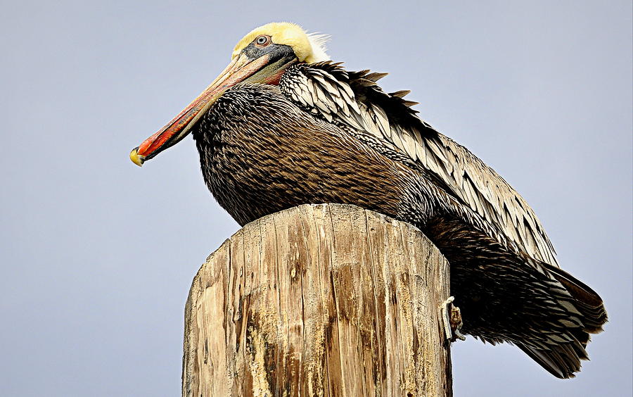 Wildlife Photograph - Pelican Post by AJ  Schibig