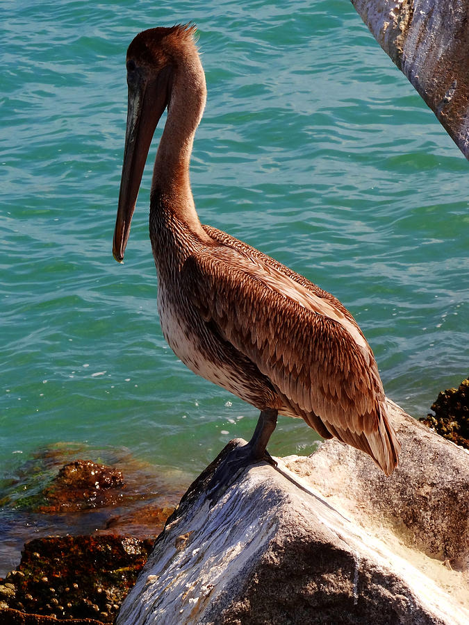 Pelican Posture Photograph by Onyx Armstrong - Fine Art America