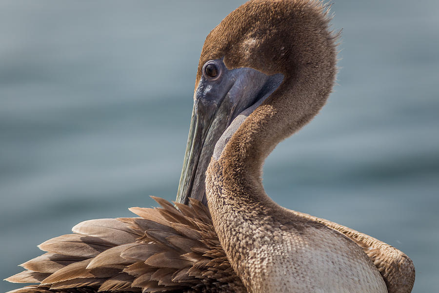 Bird Photograph - Pelican Preening by Andrea  OConnell