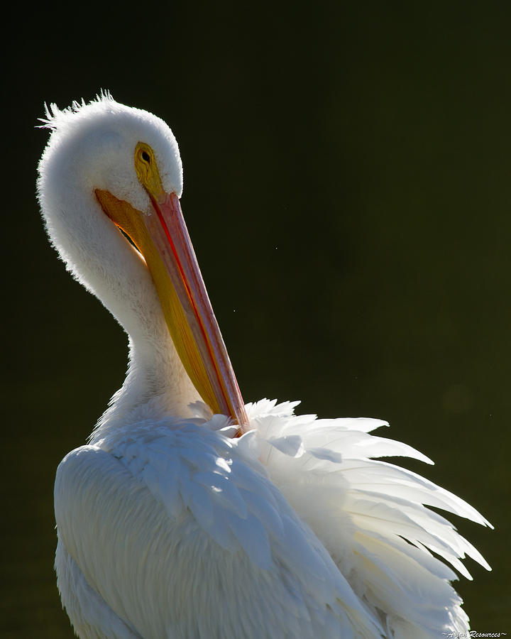 Pelican Preening Photograph by Avian Resources