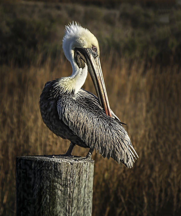 Pelican Photograph - Pelican preening by Terry Shoemaker
