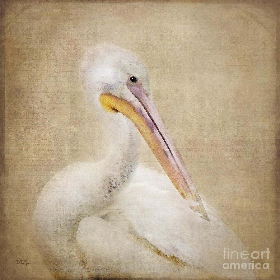 Pelican Photograph - Pelican Primping by Betty LaRue