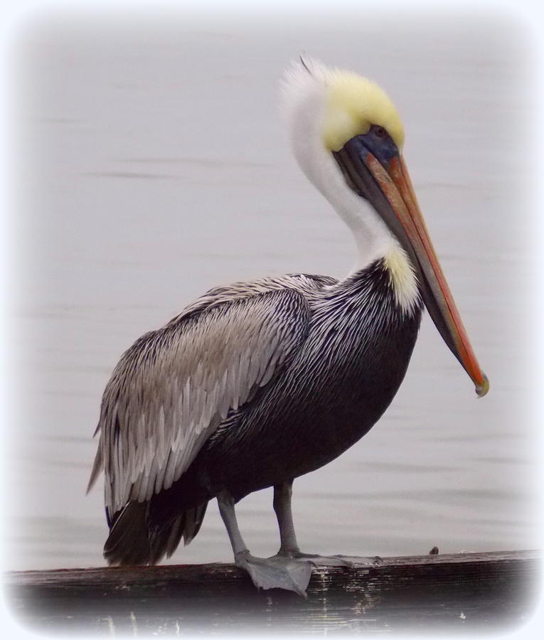 Pelican Profile 1 Photograph by Sheri McLeroy