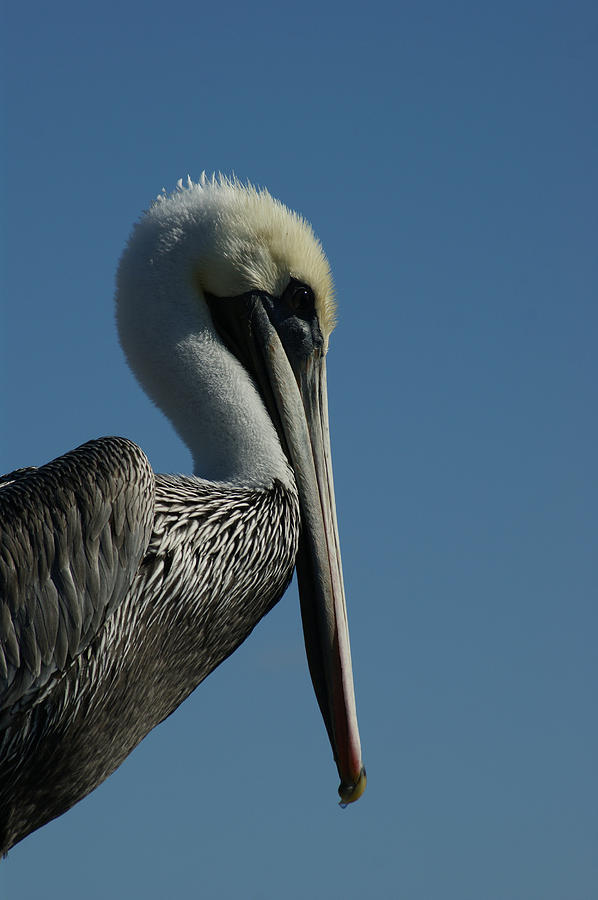 Pelican Photograph - Pelican Profile 2 by Ernest Echols