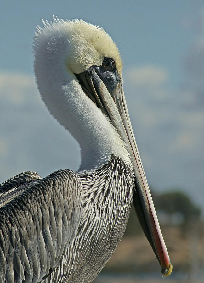 Pelican Profile 3 Photograph by Ernest Echols