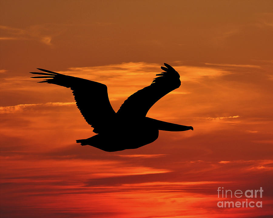 Pelican Flying Photograph - Pelican Profile by Al Powell Photography USA