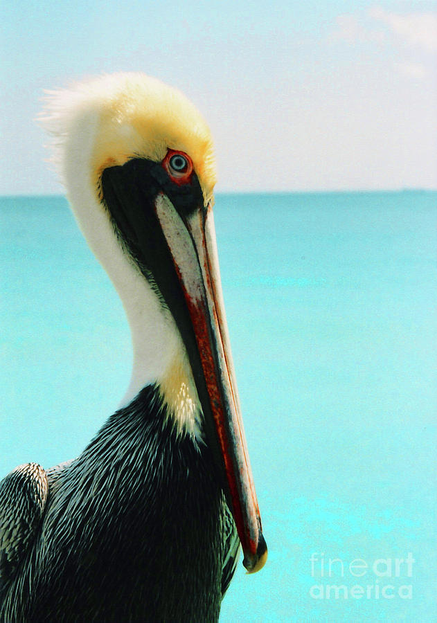 Pelican Profile and Water Photograph by Heather Kirk