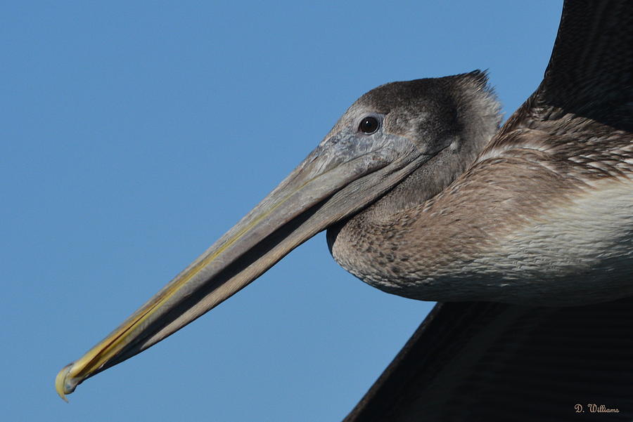 Pelican Profile Photograph by Dan Williams