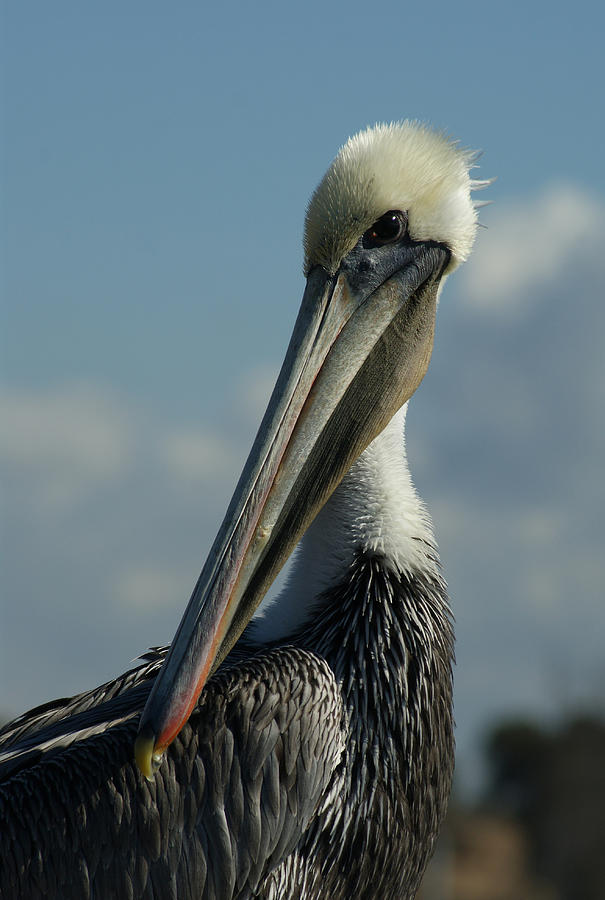 Pelican Photograph - Pelican Profile by Ernest Echols