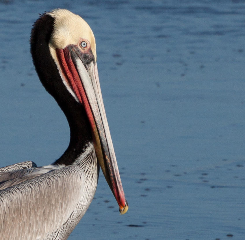 Pelican Profile Photograph by John Daly