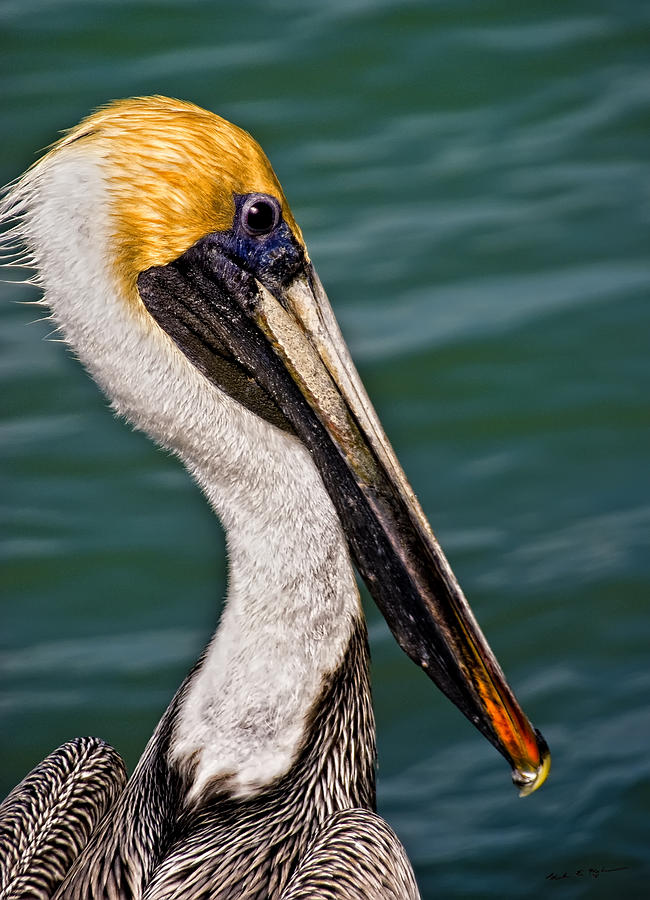 Bird Photograph - Pelican Profile No.40 by Mark Myhaver