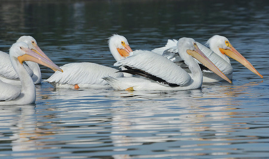 Pelican Quintet Photograph by Fraida Gutovich