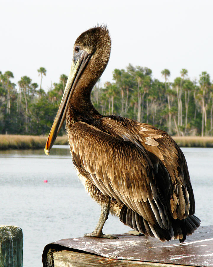 Pelican Photograph by Randi Kuhne